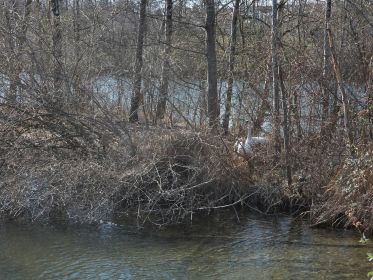 Zwei Schwäne am Nest