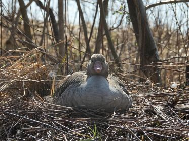 Graugans im Nest auf Insel neben den vier Sitzbänken