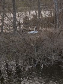 Schwan nach wie vor im Nest