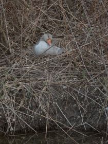 Nest gans nahe Brücke Fürstenfelder Straße