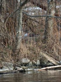Graugansnest auf Insel. Bereich nahe Brücke Fürstenfelder Straße