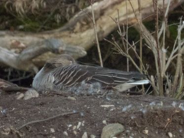Neues Nest auf kleiner Insel. Liegt in etwa gegenüber vom Holzsteg