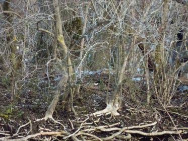 Das jetzt in Besitz von Kanadagänsen bisherige Graugansnest