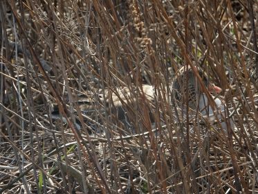 Graugans im Nest auf Insel. Gans nah an Brücke Fürstenfelder Straße