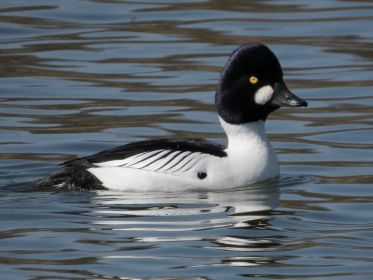 Schellente im Amperstausee