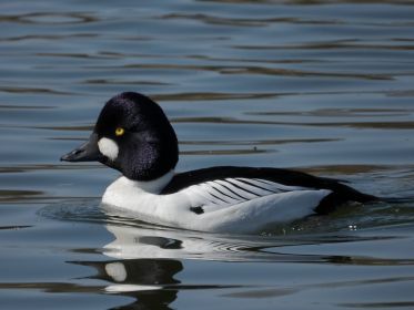 Die schillernde Schellente