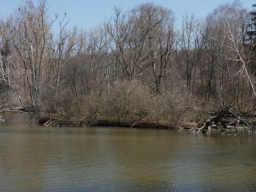 Gans links brütet eine Graugans. Rechts auf dieser Insel will wohl das dritte Kanadaganspaar gerne brüten