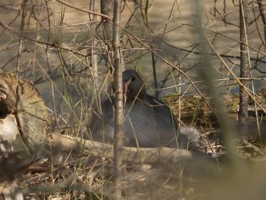 Auch in der Mitte der Eisenbahninsel brütet eine Graugans