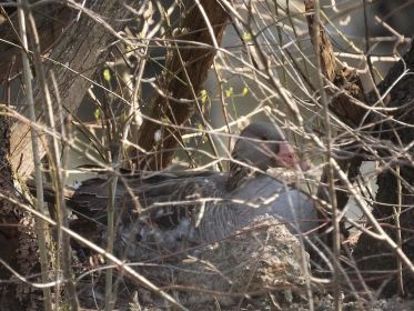 Das dritte Nest auf Insel neben Eisenbahnbrücke. Partnerin von Y78