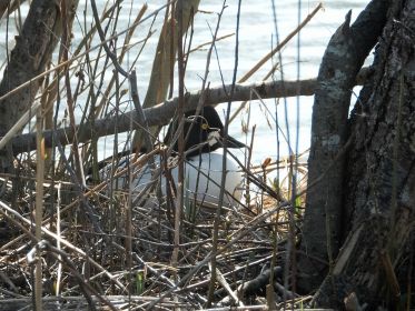 Schellente ruht sich auf Insel aus