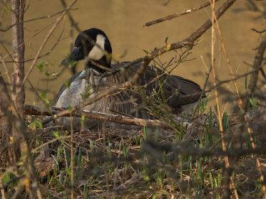 Kanadagans im Nest auf Insel gegenüber Eisvogelwand