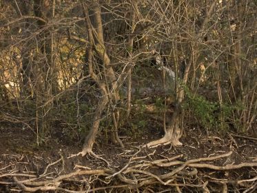 Kanadagans im Nest einer Graugans. Graugans wurde rausgeschmissen