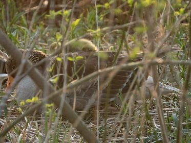 Gössel im Gefieder der Mutter. Ein Kind kommt oben wieder raus