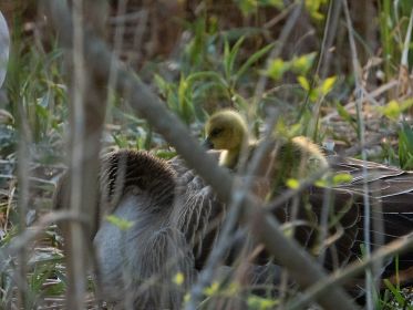 Am Abend: Gössel im Gefieder der Mutter. Ein Kind kommt oben wieder raus