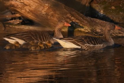 Geführt werden vier Küken