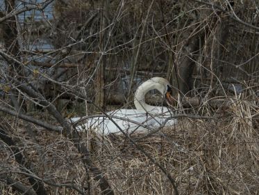 Schon seit Tagen im Nest: Ein Höckerschwan