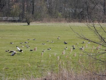 Graugänse auf Sportwiese neben Amperstausee