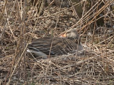 Vom Weg gut einsehbares Nest nahe Fürstenfelder Straße