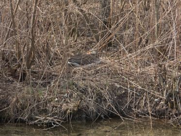 Vom Weg gut einsehbares Nest nahe Fürstenfelder Straße