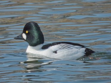 Schellente im Amperstausee