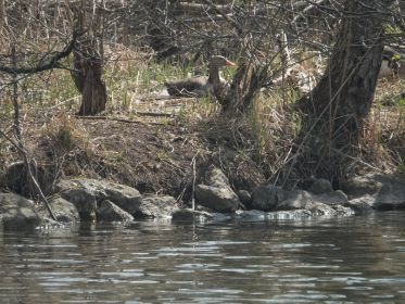 Für den Beobachter erst einmal nicht sichtbar, dass die Gans Gössel unter ihre Fittiche genommen hat