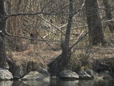 Weiteres heute neu entdecktes Nest auf Insel im nördlichen Bereich des Amperstausees