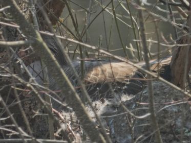 Nest auf Insel neben Eisenbahnbrücke. Partnerin von Graugans Y78