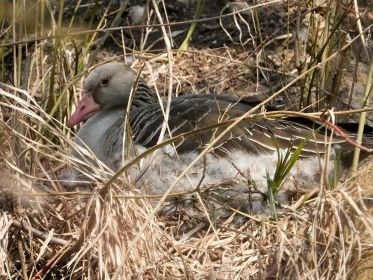 Nest auf Insel neben Eisenbahnbrücke. Gelegen am Hang auf der rechten Seite