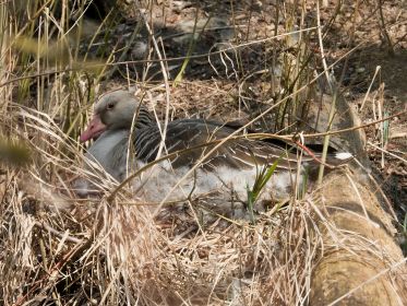 Nest auf Insel neben Eisenbahnbrücke. Gelegen am Hang auf der rechten Seite