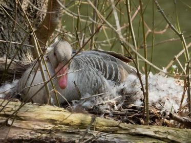 Nest auf Insel neben Eisenbahnbrücke. Gelegen am Hang auf der rechten Seite