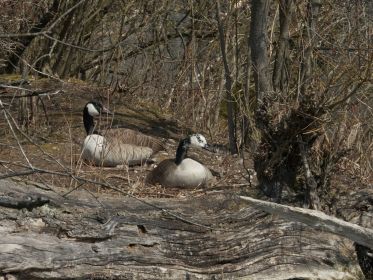 Kanadagans im Nest. Dahinter mutmaßlich der Partner