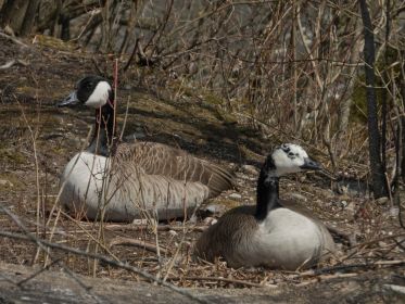 Kanadagans im Nest. Dahinter mutmaßlich der Partner