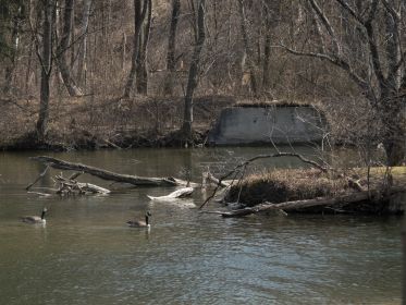 Zwei Kanadagänse stets ganz nah bei "ihrer" reservierten Insel gegenüber der Eisvogelwand