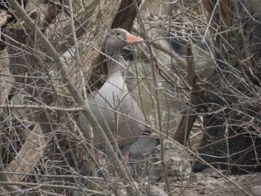 Graugansganter mit Fußring Y78 wieder mal gans nah am Nest seiner Partnerin