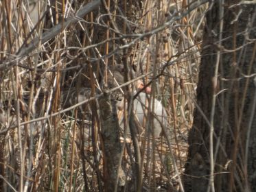 Nest auf Insel parallel zum Weg neben Sportwiese