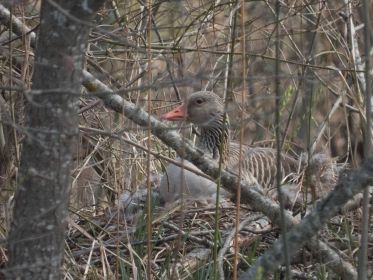 Weiteres heute neu entdecktes Nest auf Insel im nördlichen Bereich des Amperstausees