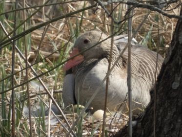 Graugans, Gössel und Eierschale auf einem Bild