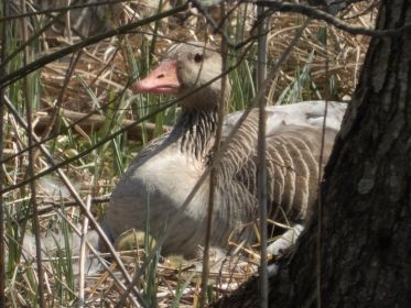 Gans hudert Gänschen