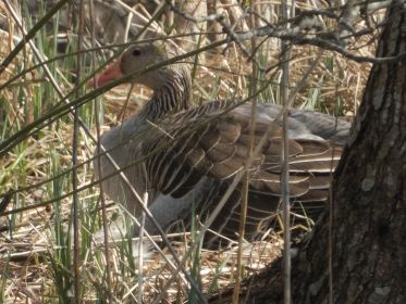 Gans hudert Gänschen