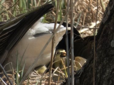 Eierschalen und Graugansküken