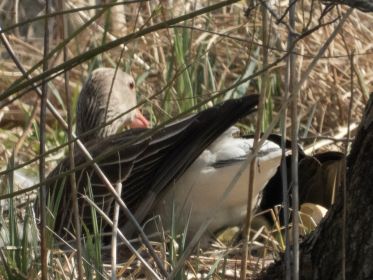 Eierschalen und Graugansküken