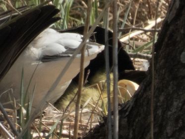 Eierschalen und Graugansküken