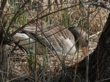 Gans hudert Gänschen