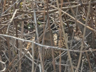 Stockente brütet in naher Nachbarschaft zu einer Graugans im Nest