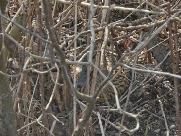 Stockente brütet in naher Nachbarschaft zu einer Graugans im Nest