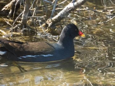 Teichhuhn im Amperstausee