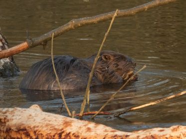 Biber beim Abendbrot