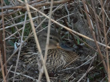 Stockente brütet rund einen Meter neben Graugansnest