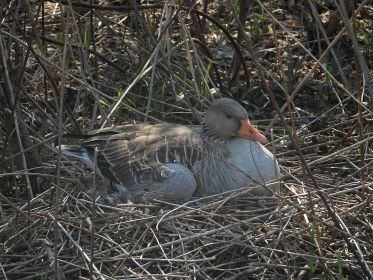 Brütende Graugans im Nest. Dammweg, nördliche Insel