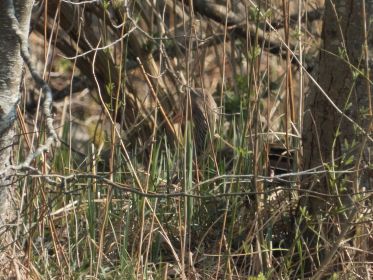 Brütende Graugans im Nest auf nördlicher Insel